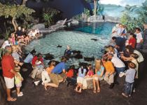 Stingrays are the main attraction in this portion of Ripley's Aquarium, located at Broadway at the Beach.