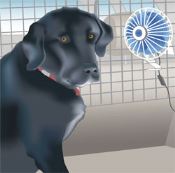 A 12-volt DC fan can help to keep RVing pets cool 