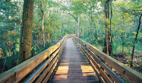 While in the Carrabelle area, head north to explore Apalachicola National Forest, with its boardwalk through the trees.