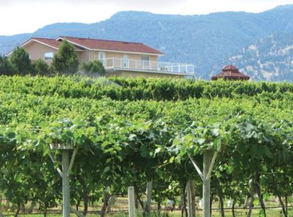 The semi-desert climate in south-central British Columbia creates a perfect environment for growing grapes.