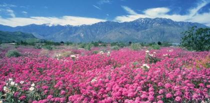 During the month of March visitors to the Coachella Valley often are rewarded with scenes of colorful wildflowers.