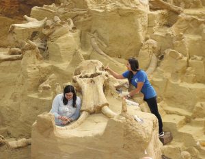 The bones at Mammoth Site are not petrified, so their fragile nature requires meticulous work.