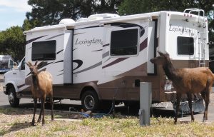 Visitors at Trailer Village RV Park in Grand Canyon National Park, by Ray Zimmermann.