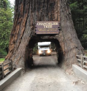 The Chandelier Tree in Drive-Thru Tree Park near Leggett, California, approximately 180 miles north of San Francisco Bay, shared by Joe & Sandy DeGeorge. 
