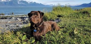 Diesel, an English Labrador retriever, relaxes at Resurrection Bay Campground in Seward, Alaska, during Gerald and Donna Tobey's "trip of a lifetime."