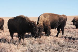 Efforts have been made to increase the population of bison at Tallgrass Prairie National Preserve; currently, approximately 80 of them roam the grounds.