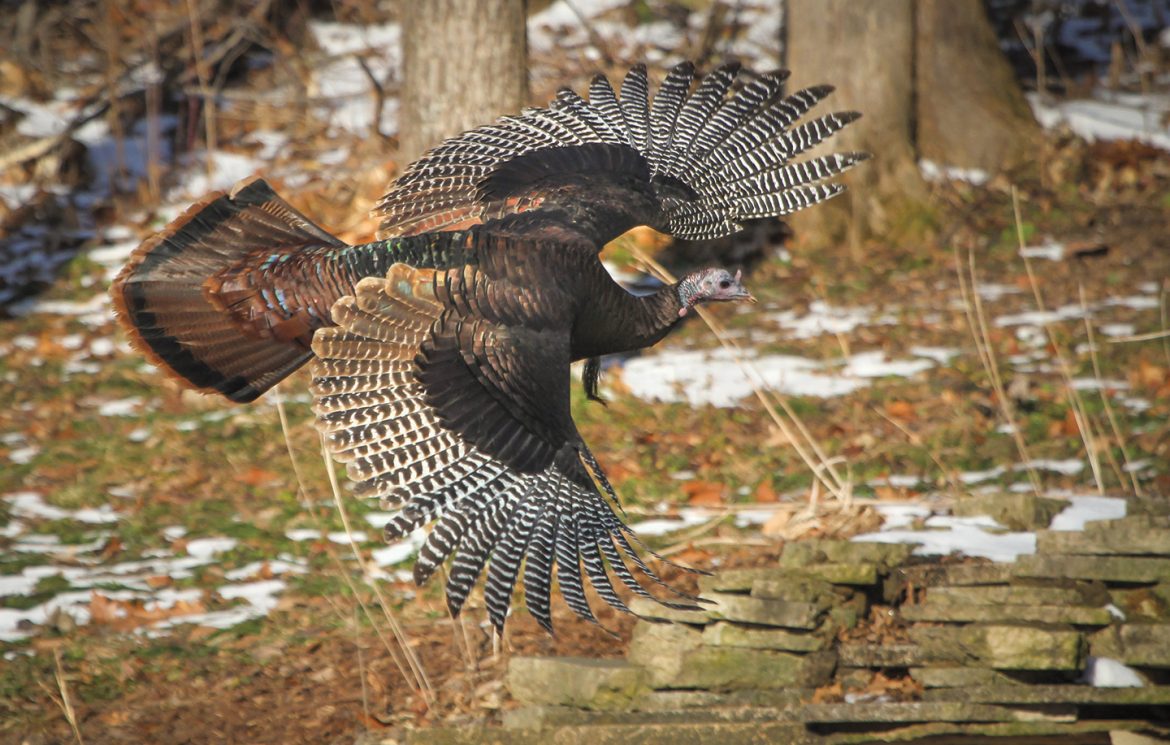 Livin’ The Life: November 2018