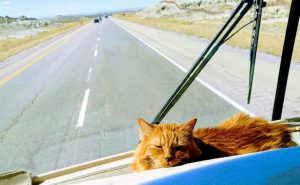 Ray Zimmerman’s cat, Garfield, is a veteran RVer, with 43 states in his logbook so far, including this road trip through Wyoming.