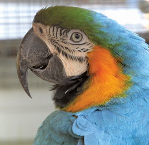 The Feathered Friends Forever sanctuary in Harlem, Georgia, provides a safe haven for more than 1,400 avians, including this blue and gold macaw.