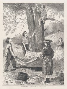 Gathering chestnuts was once a popular pastime, depicted in “Chestnutting,” an 1870 illustration by Winslow Homer.