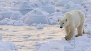 Manitoba, Canada, where this polar bear roams, is among the top regional travel destinations for 2019, according to Lonely Planet.