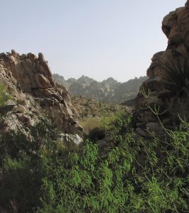 Green willows grow near the park’s Basalt Spring.