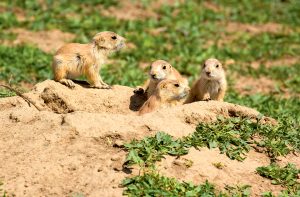 Animals in groups can make interesting subjects. Try to capture a sense of community and shared existence.