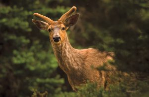 Anticipate action. This deer disappeared behind a thick cloak of vegetation, only to reappear for a second look.