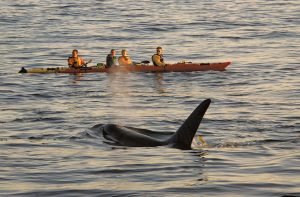 Sometimes people add to an image, helped by a little happenstance. These kayakers enjoyed a front-row seat just as an orca emerged from the depths, creating a great photo opportunity.