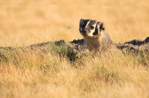 When a rarely seen animal graces your sight, take the shot! There may not have been a second chance to capture this badger.