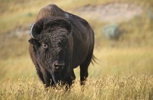 Wild creatures can be unpredictable and usually are faster than you think, so maintain a safe distance. Some days are better than others; snap a shot to preserve the memory, and enjoy.