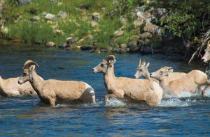 Cherish the unexpected, such as the opportunity to watch a herd of bighorn sheep wade through the East Fork Bitterroot River in Montana. Having the camera ready made it possible to record this moment.