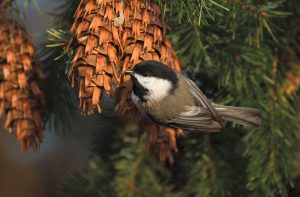 This black-capped chickadee kept busy at a feeding station in British Columbia’s George C. Reifel Migratory Bird Sanctuary.