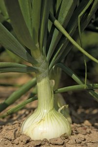 Vidalia, Georgia, lies in the heart of the Vidalia onion's official growing area, with harvesting occurring in April.