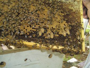 The how-tos of beekeeping are offered by Cooperative Extension Service outlets in many counties.