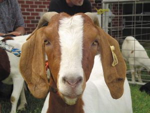 Extension offices present livestock programs for farmers but also schedule field-day events featuring animals that grab visitors’ attention.