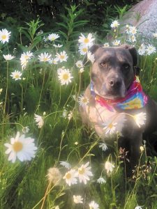 Ric and Vicky Kessler’s dog, Athena, takes a break in the daisies along Hatcher Pass Scenic Drive, in the Talkeetna Mountains between Willow and Palmer, Alaska. 