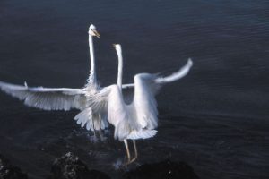 The author photographed two herons performing what appeared to be a courtship ritual.