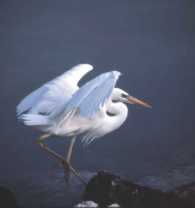 Patience was one of the keys to capturing the great white heron on film. 