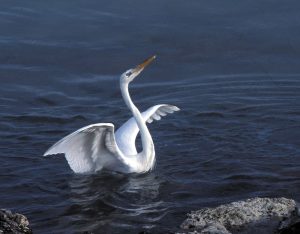 The author captured the moment a great white heron regally floated across the water. 