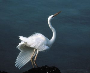 During a courtship ritual, a bird held a wing at its side, as though it were broken.