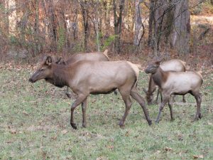 Great Smoky Mountains National Park is popular in part because of its plentiful wildlife, such as these elk, photographed near the Cherokee, North Carolina, entrance. 