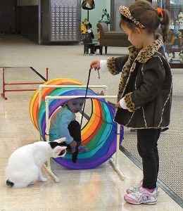 Children play with a kitten in an agility area of the CFA Foundation Feline Historical Museum.