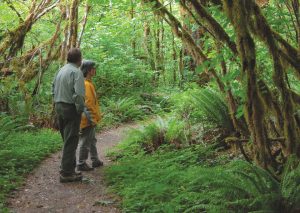 Hikers explore lush greenery along the Brown Creek Nature Loop Trail in Olympic National Forest, near Hoodsport, Washington.