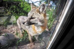 This gray fox is among visitors’ favorites at the Red River Zoo in Fargo.