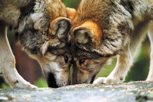 A separately run wolf preserve shares property with Camp Taylor Campground in Columbia, New Jersey, affording RVers the chance to learn about these beautiful creatures.