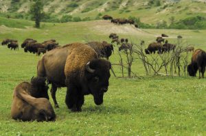 Bison roam freely in the South Unit of Theodore Roosevelt National Park near Medora.