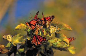 Migrating monarch butterflies take a break at Point Pelee.