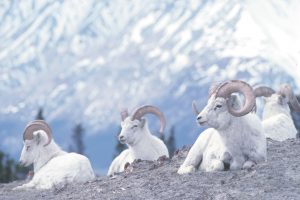 Yukon travelers often view Dall sheep.