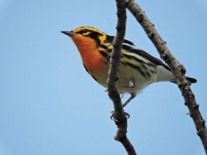 Bird-watchers get excited about beauties like this Blackburnian warbler at Point Pelee.