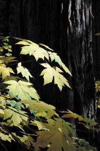 Colors in California's Yosemite Valley typically begin to change around the end of October.