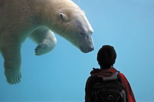 A polar bear and a human are separated only by glass at the Point Defiance Zoo & Aquarium. The collection is among several points of interest at Point Defiance Park.
