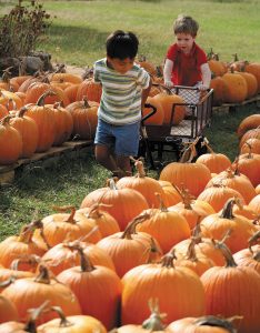 Fredericksburg area pumpkin patch