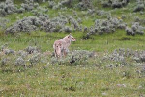 Rose and Ernest Copeland spotted this coyote in Yellowstone National Park’s Lamar Valley, known for its wildlife population. 