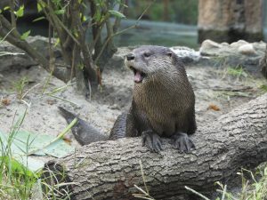 It’s just an otter day at the Central Florida Zoo & Botanical Gardens, where people are entertained by creatures great and small.
