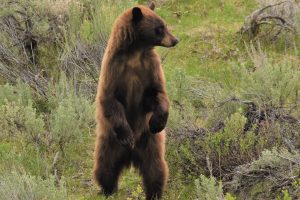 Jan Adair also visited Yellowstone, where she spotted this cinnamon-colored black bear in a seemingly pensive mood.