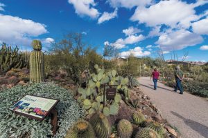 In the Cactus Garden, more than 100 species can be found, including some that are rare and threatened. 