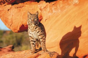 The Cat Canyon at the Arizona-Sonora Desert Museum outside Tucson is home to beautiful bobcats.