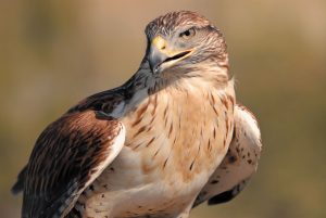 Among the birds of prey seen at the Arizona-Sonora Desert Museum are the Harris' hawk.