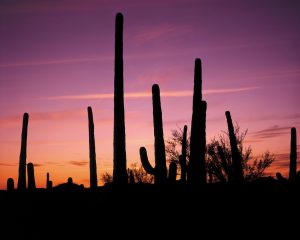 Sunsets and saguaros can be seen at the Arizona-Sonora Desert Museum.